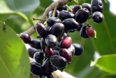 জামের যত পুষ্টিগুণ