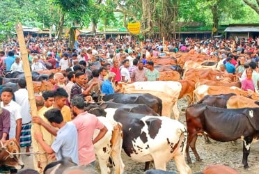 বগুড়ায় শেষ মুহূর্তে জমজমাট কোরবানির পশুর হাট