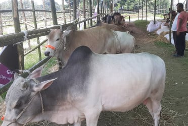মানিকগঞ্জে গরুর হাটে ক্রেতা কম