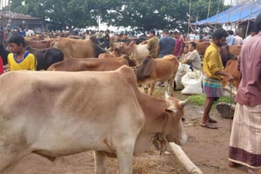 নবীনগরে অবৈধ গরুর বাজার উচ্ছেদ