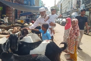 কলকাতার গরু-ছাগলের হাটে চলছে শেষ মুহূর্তের বেচাকেনা