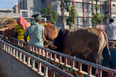 বোয়ালমারীতে গরুবোঝাই পিকআপ উল্টে ব্যবসায়ী নিহত
