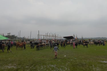 বরিশালে পশু হাটে এখনও জমেনি কেনাবেচা