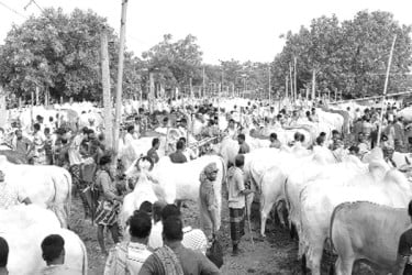 গরুর সরবরাহ অনেক, দামও চড়া