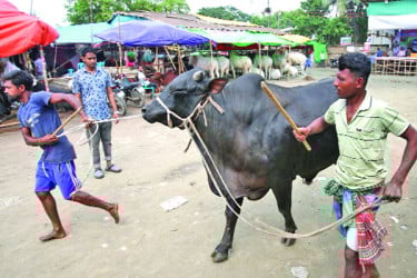 শহর-গ্রামে জমেছে পশুর হাট
