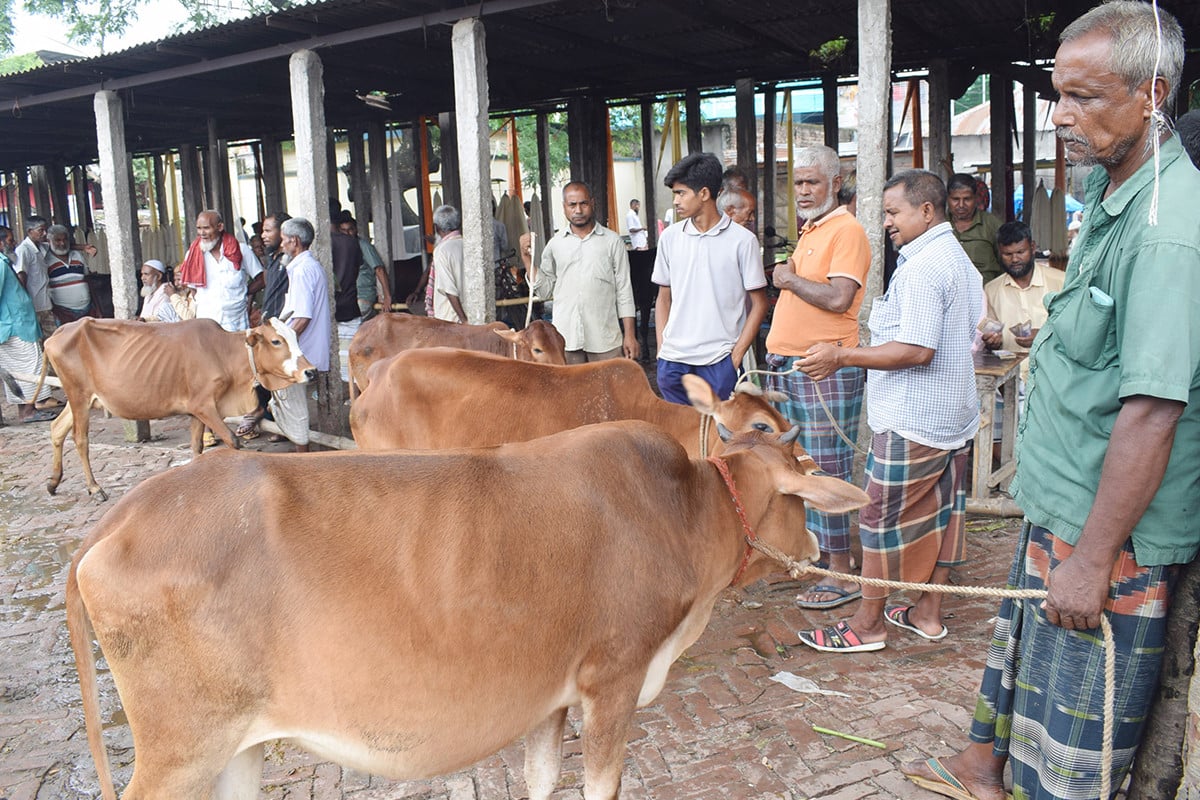 রংপুরে শেষ সময়ে জমে উঠেছে কোরবানির পশুর হাট
