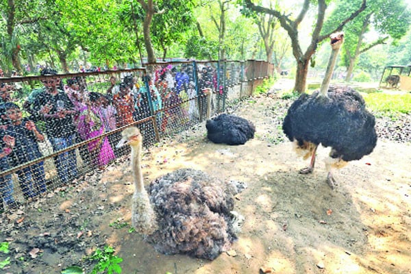 ঈদে জাতীয় চিড়িয়াখানায় বিশেষ প্রস্তুতি