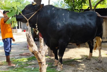 কম দামেও ক্রেতা মেলছে না ৩০ মণের ‘কালো পাহাড়’র