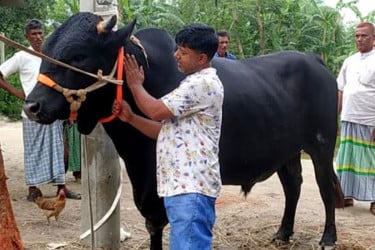 ২৫ মণ ওজনের ‘কালা বাবু’ নিয়ে তোলপাড় কোরবানির বাজার