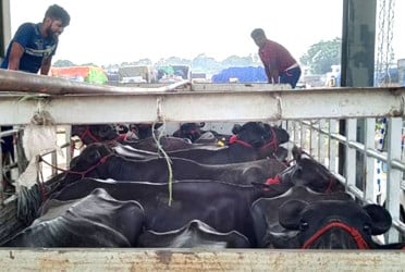 ভারত থেকে এলো ৯৫ মহিষ