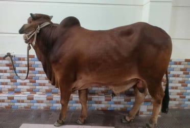 কোরবানির পশুর বিদ্রূপাত্মক নাম রাখা অনুচিত