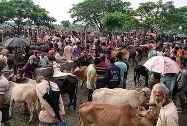 হবিগঞ্জে জমে উঠেছে কোরবানির পশুর হাট