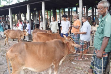 রংপুরে শেষ সময়ে জমে উঠেছে কোরবানির পশুর হাট