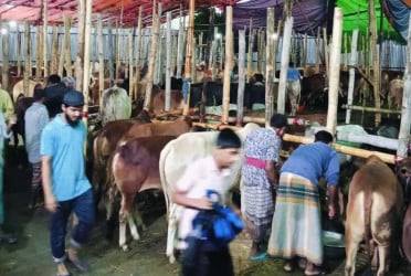 চট্টগ্রামে পশুর হাটে বৃষ্টির পর স্বস্তি