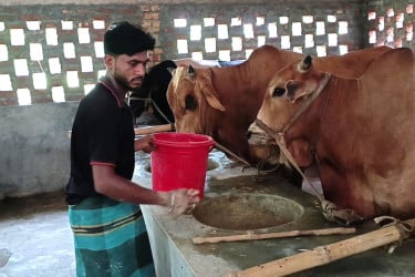 চুয়াডাঙ্গায় কোরবানির গরুর জন্য আবাসিক হোটেল!