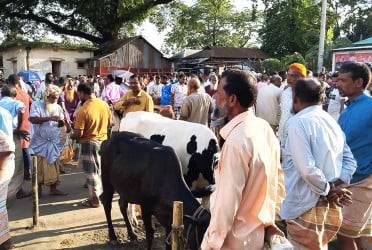 শেষ মুহূর্তে জমে উঠেছে কোরবানির পশুর হাট, চাহিদার শীর্ষে দেশীয় গরু