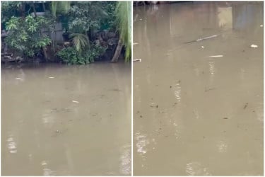 কবিরহাটে মাছের সঙ্গে এ কেমন শত্রুতা?