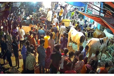 বিকেলের পর জমে উঠেছে রাজধানীর পশুর হাট