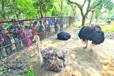 ঈদে জাতীয় চিড়িয়াখানায় বিশেষ প্রস্তুতি