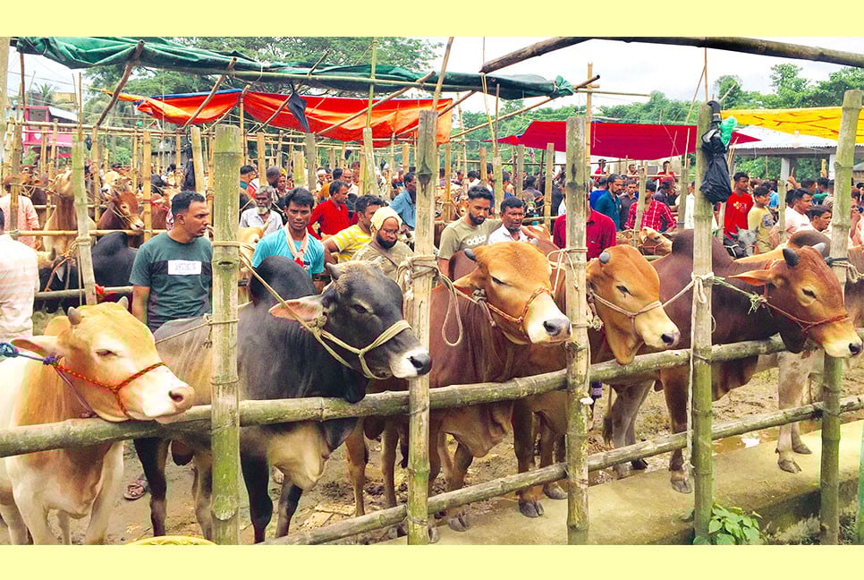 বিশ্বনাথে জমে উঠেছে কোরবানির পশুর হাট
