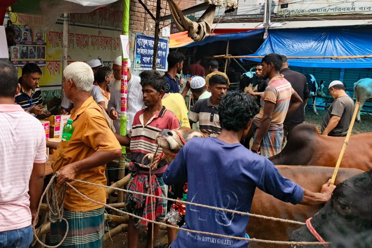 জমে উঠেছে রাজধানীর পশুর হাটগুলো, ছোট গরুর চাহিদা বেশি