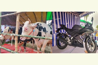 গরু কিনলেই সুযোগ “আর ওয়ান ফাইভ” জয়ের