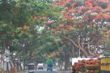 দৌলতদিয়া সড়কে যাত্রীদের স্বাগত জানাচ্ছে কৃষ্ণচূড়া