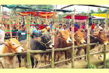 বিশ্বনাথে জমে উঠেছে কোরবানির পশুর হাট