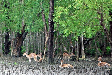 সুন্দরবনের কর্মকর্তা ও কর্মচারীদের ছুটি বাতিল