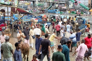 রাজধানীর হাটগুলোতে ছোট ও মাঝারি গরুর সংকট