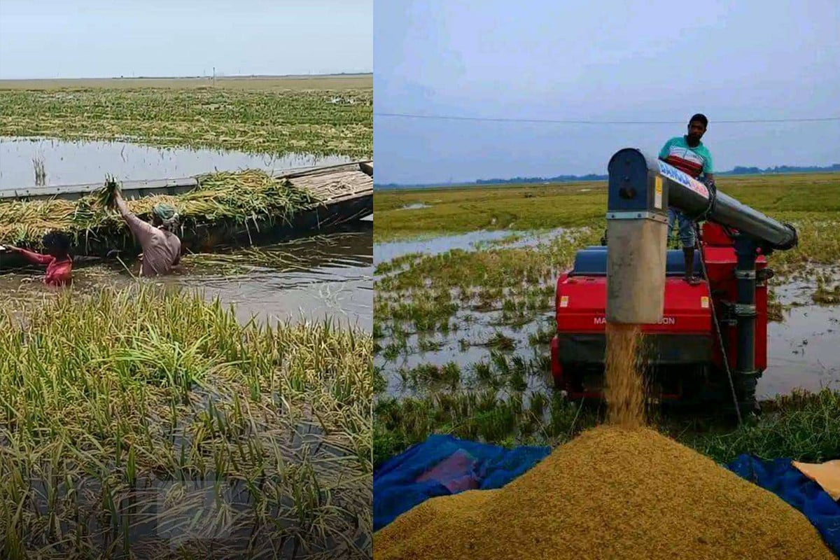 ডুবে যাচ্ছে চলনবিলের হাজারো একর জমির পাকা ধান