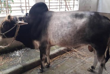 সিলেটে কসাই সংকটে কোরবানি হয়নি অনেক পশু : অপেক্ষা দ্বিতীয় দিনের