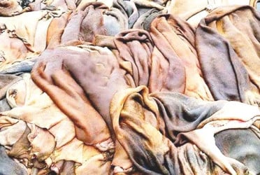 নাটোরে চামড়ায় সরকার নির্ধারিত দাম না পাওয়ার অভিযোগ