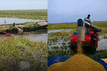 ডুবে যাচ্ছে চলনবিলের হাজারো একর জমির পাকা ধান