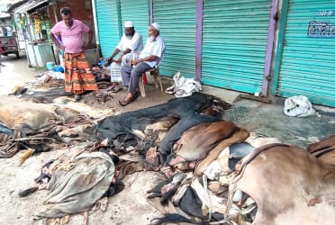 নওগাঁয় গরুর চামড়ার দাম মিললেও ছাগলের চামড়ায় আগ্রহ নেই