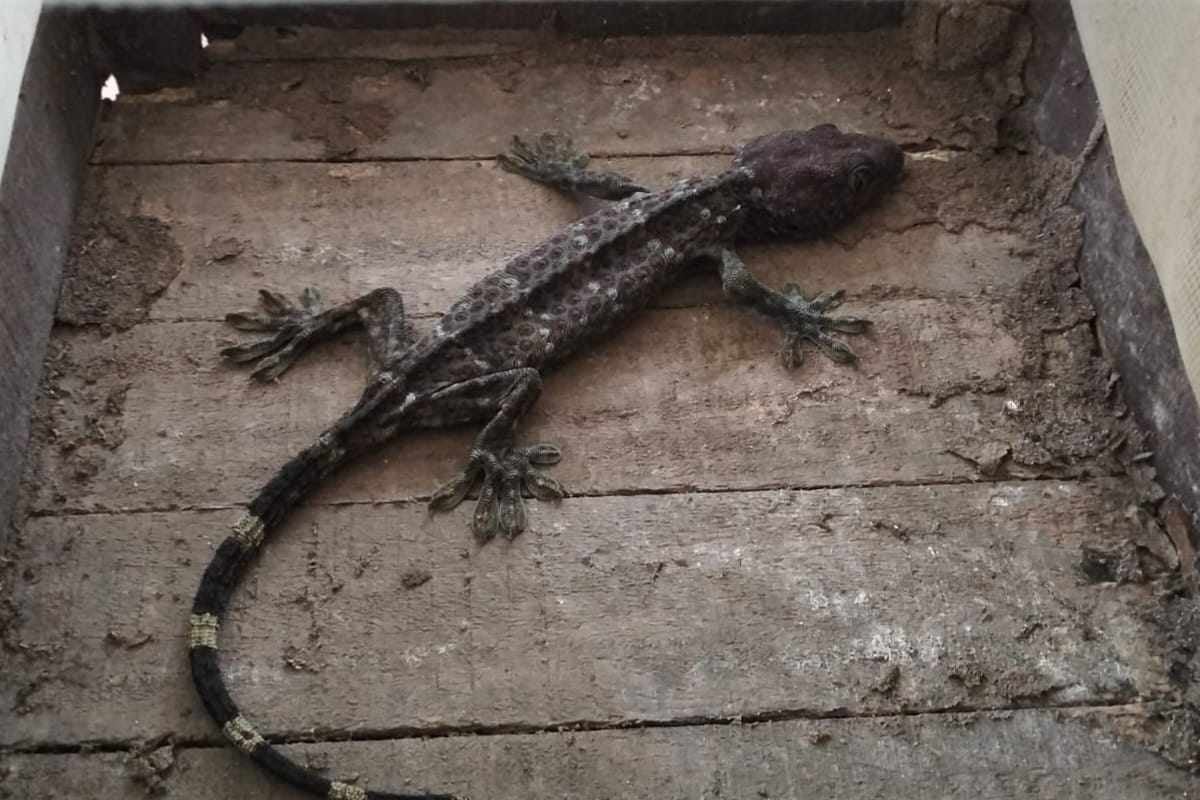 যশোরে তক্ষক ও মেছো বিড়াল উদ্ধার
