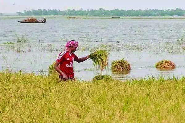 পানির নিচে জমির ধান