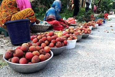 ঝরা লিচু কুড়িয়ে স্বপ্ন সাজায় শিশুরা