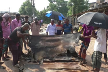 ঈদের পরে প্রথম হাটে চামড়া ওঠেনি আশানুরূপ, দাম নিয়ে হতাশা