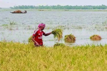 পানির নিচে জমির ধান