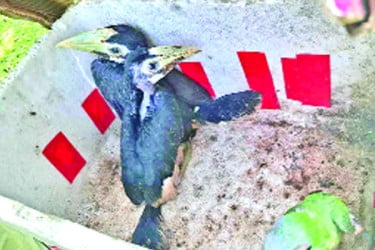পাচারকালে বিলুপ্তপ্রায় ধনেশ পাখি উদ্ধার পরে অবমুক্ত