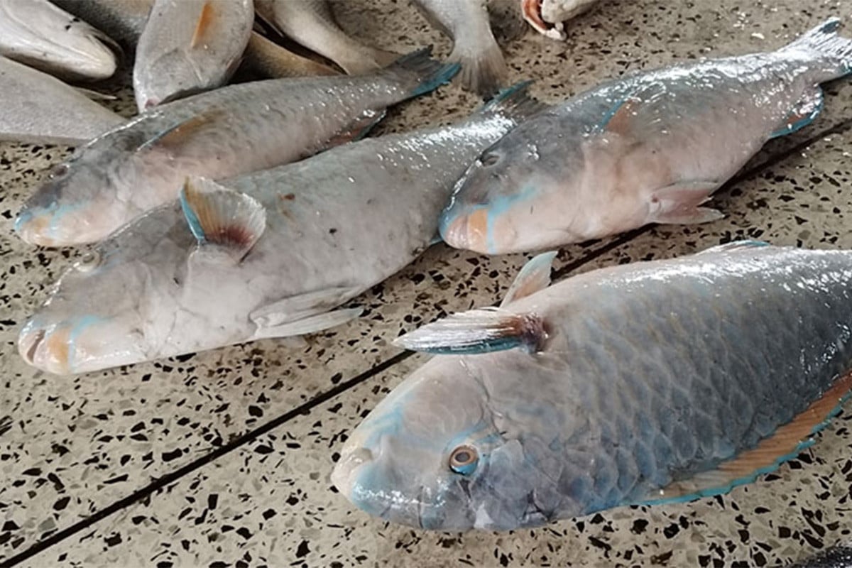 সাগরে জেলের জালে ধরা পড়লো বিরল প্রজাতির চারটি ‘টিয়া মাছ’