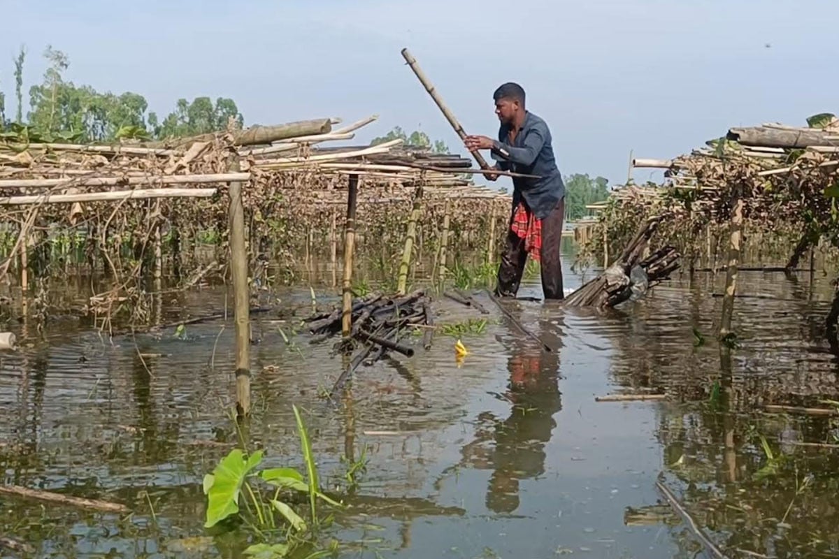 কুড়িগ্রামে বন্যায় ফসলের ব্যাপক ক্ষতি