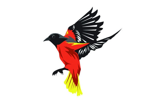 জাদুর পাখি