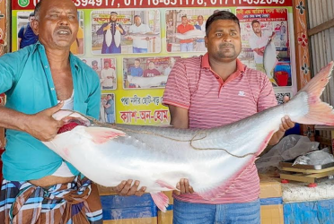 পদ্মার এক পাঙ্গাসের দাম সাড়ে ২৮ হাজার টাকা