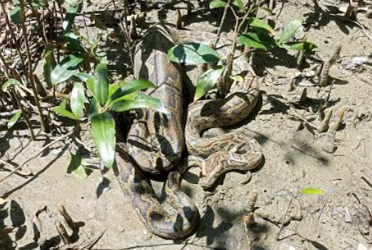 লোকালয় থেকে বিশাল অজগর উদ্ধার, সুন্দরবনে অবমুক্ত