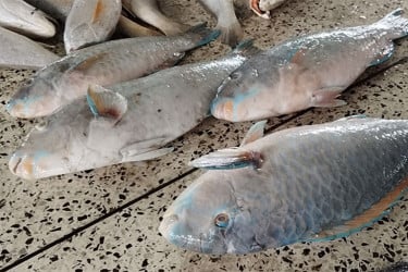 সাগরে জেলের জালে ধরা পড়লো বিরল প্রজাতির চারটি ‘টিয়া মাছ’