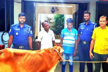 চুরির গরু বিক্রির জন্য ট্রাক ভাড়া, কৌশলে দুই চোরকে ধরিয়ে দিলেন চালক