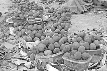 ঝরে পড়া লিচু নিয়ে পসরা