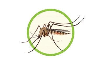 ভয়াবহ ডেঙ্গুঝুঁকিতে রাজধানী